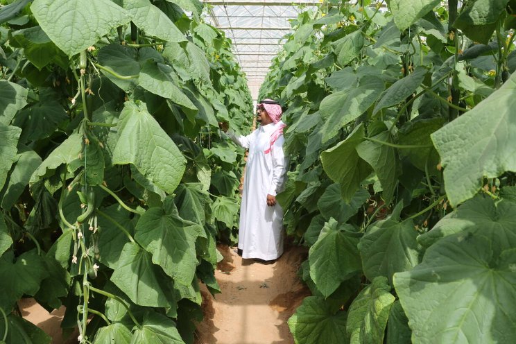 17 Dutch agtech firms to embark on trade mission to S. Arabia